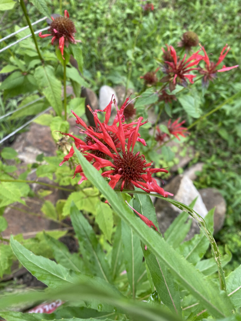 Monarda Didyma - Scarlett Beebalm