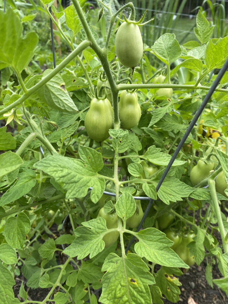 Green Roma tomatoes on the vine